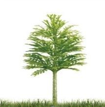 ROBLE 50-60-80-100-110MM KERANOVA 10UDS SURTIDAS